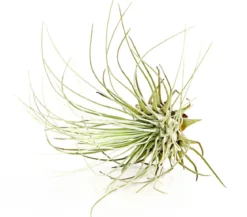 Tillandsie - Tillandsia cultivars klein, verschiedene Sorten