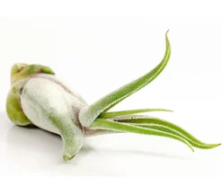 Tillandsie - Tillandsia cultivars klein, verschiedene Sorten