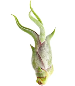 Tillandsie - Tillandsia cultivars klein, verschiedene Sorten
