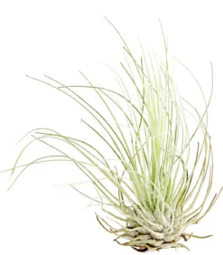 Tillandsie - Tillandsia cultivars klein, verschiedene Sorten