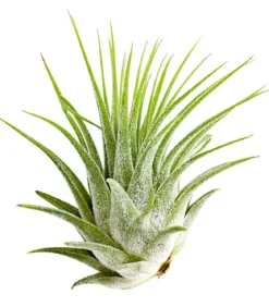 Tillandsie - Tillandsia cultivars klein, verschiedene Sorten