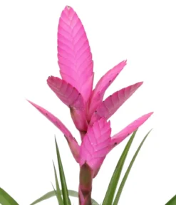 Tillandsie - Tillandsia cyanea 'Antonio', in Keramik