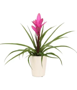 Tillandsie - Tillandsia cyanea 'Antonio', in Keramik