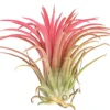 Tillandsie - Tillandsia ionantha 'Fire'