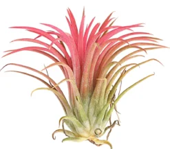 Tillandsie - Tillandsia ionantha 'Fire'