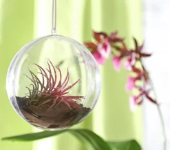 Tillandsie - Tillandsia ionantha 'Fire'