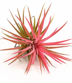 Tillandsie - Tillandsia ionantha 'Fire'