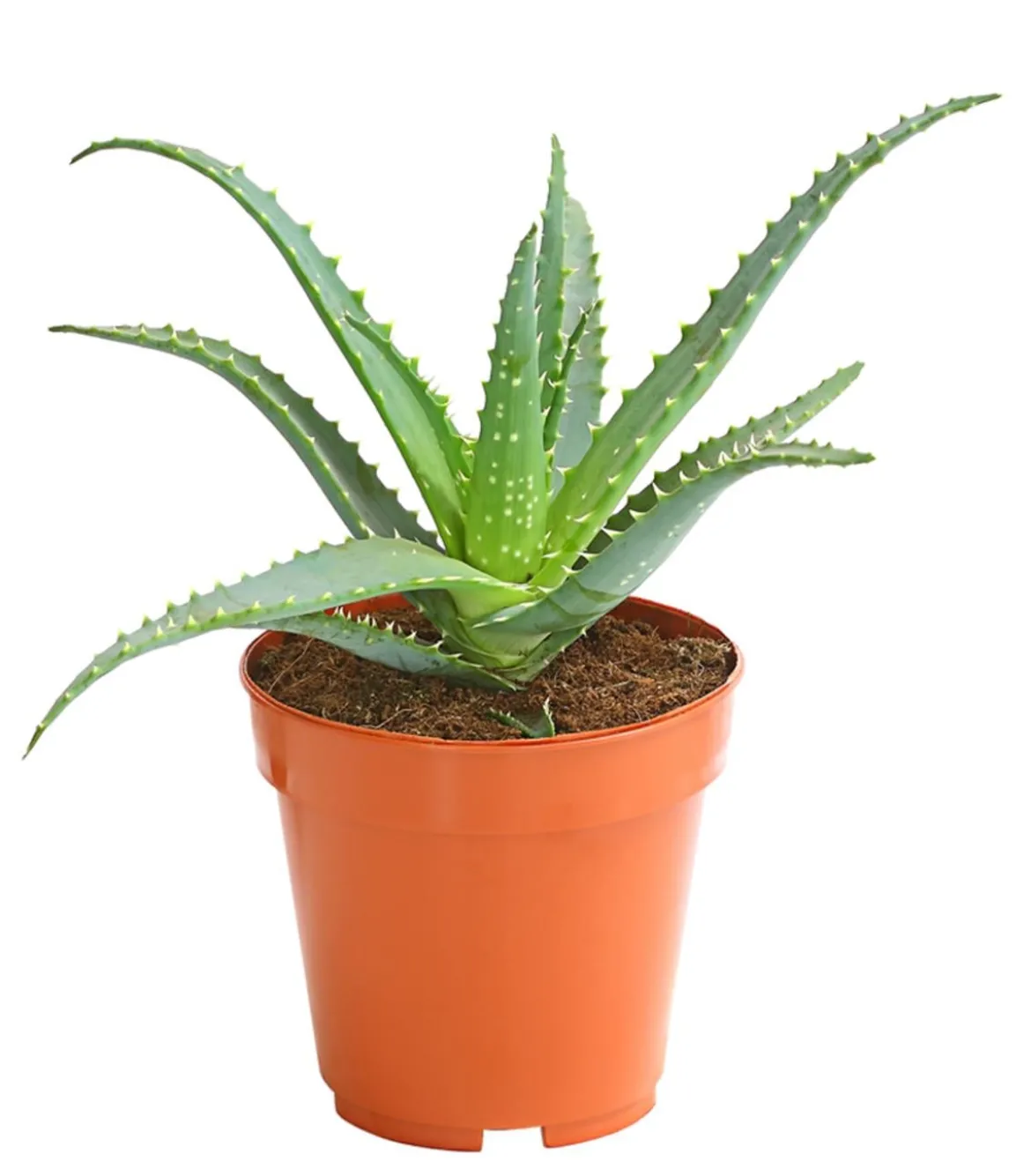 Tintenfisch-Aloe - Aloe arborescens