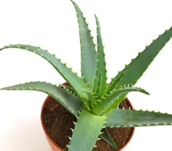 Tintenfisch-Aloe - Aloe arborescens