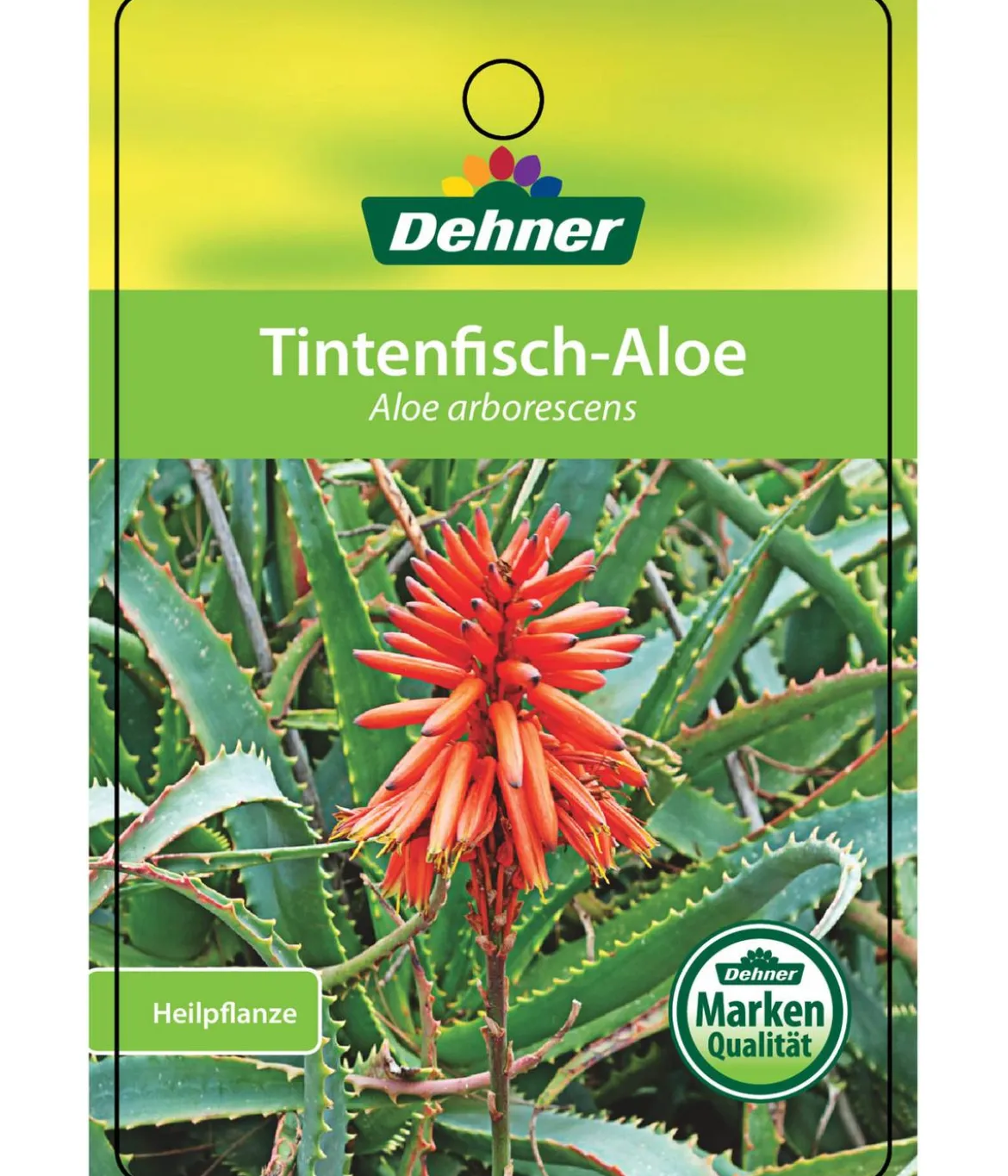 Tintenfisch-Aloe - Aloe arborescens