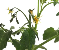 Tomate 'Garance'