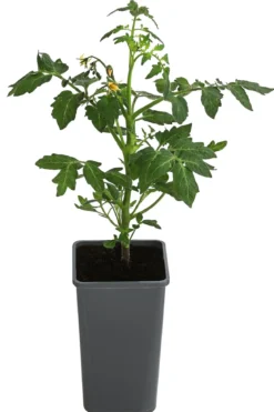 Tomate 'Garance'
