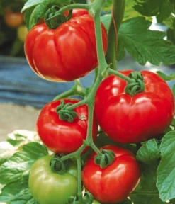Tomate 'Garance'