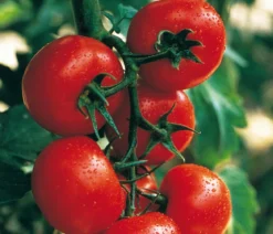 Tomate 'Harzfeuer'