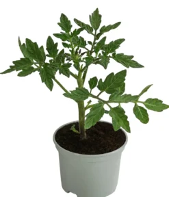 Tomate 'Harzfeuer'