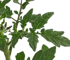 Tomate 'Harzfeuer'