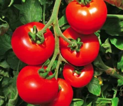 Tomate 'Previa'