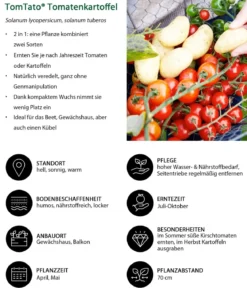 TomTato® Tomatenkartoffel