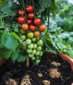 TomTato® Tomatenkartoffel