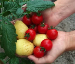 TomTato® Tomatenkartoffel