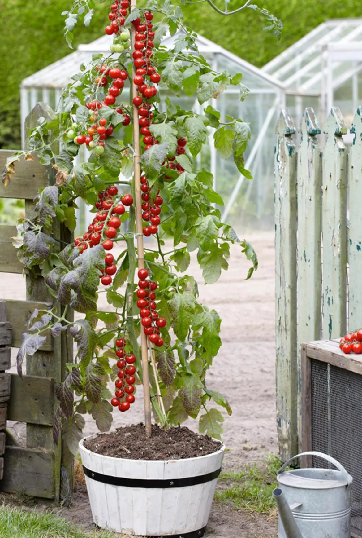 TomTato® Tomatenkartoffel