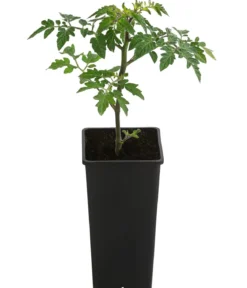 TomTato® Tomatenkartoffel