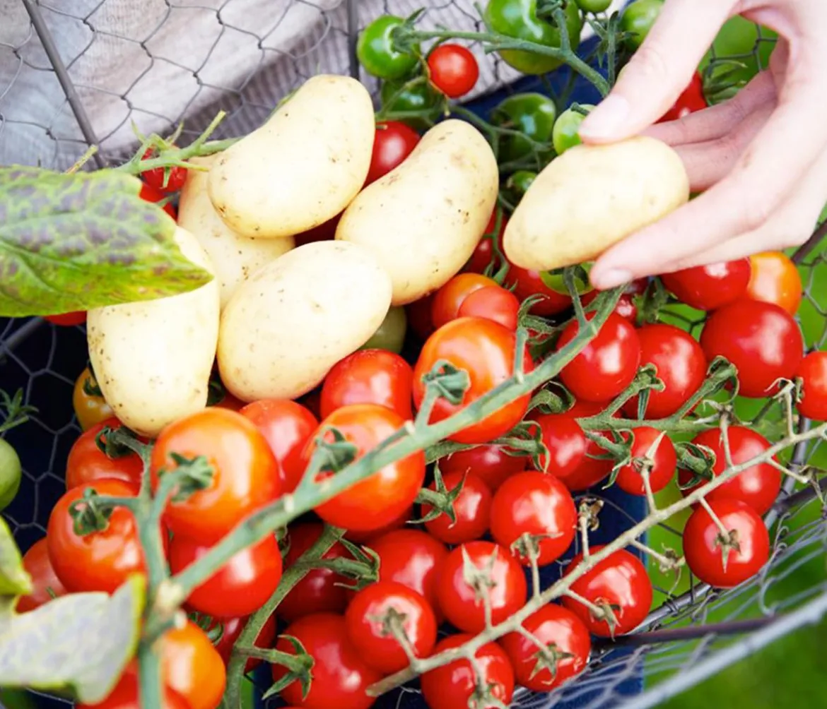 TomTato® Tomatenkartoffel