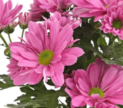 Topf-Chrysantheme, verschiedene Farben