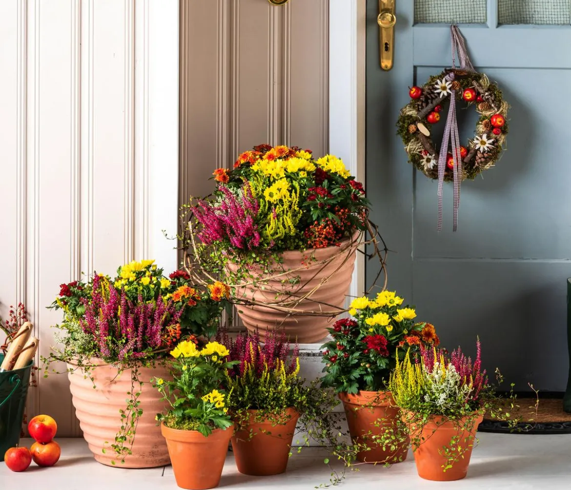 Topf-Chrysantheme, verschiedene Farben