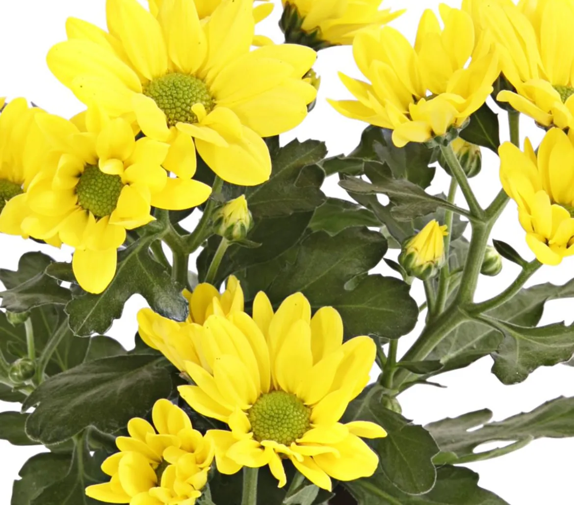 Topf-Chrysantheme, verschiedene Farben