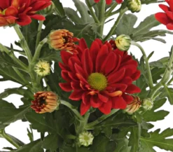 Topf-Chrysantheme, verschiedene Farben