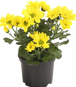 Topf-Chrysantheme, verschiedene Farben