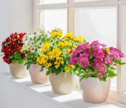 Topf-Chrysantheme, verschiedene Farben