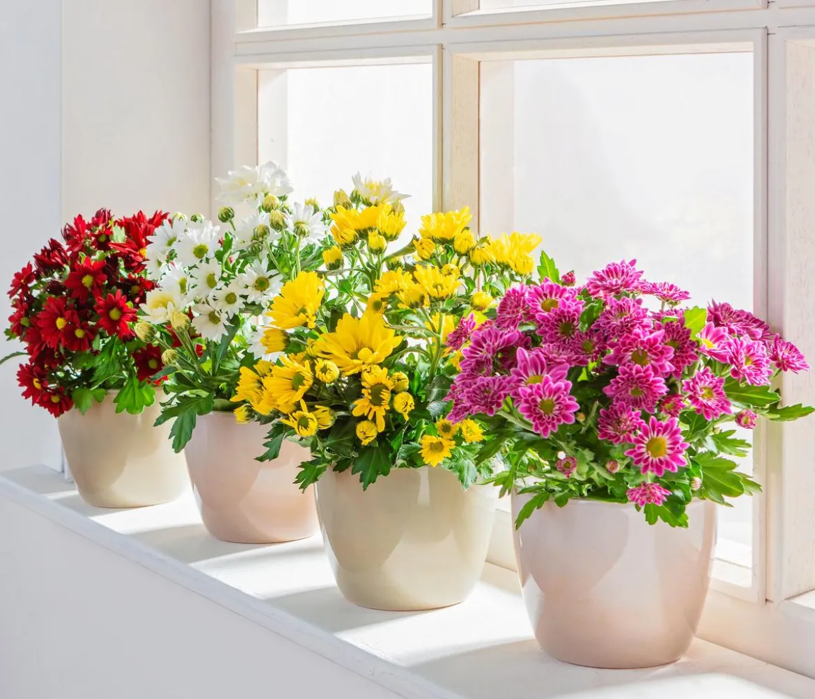 Topf-Chrysantheme, verschiedene Farben