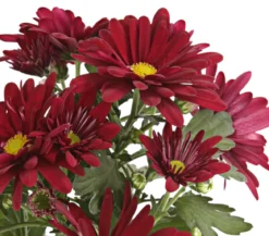 Topf-Chrysantheme, verschiedene Farben