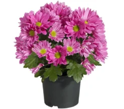Topf-Chrysantheme, verschiedene Farben