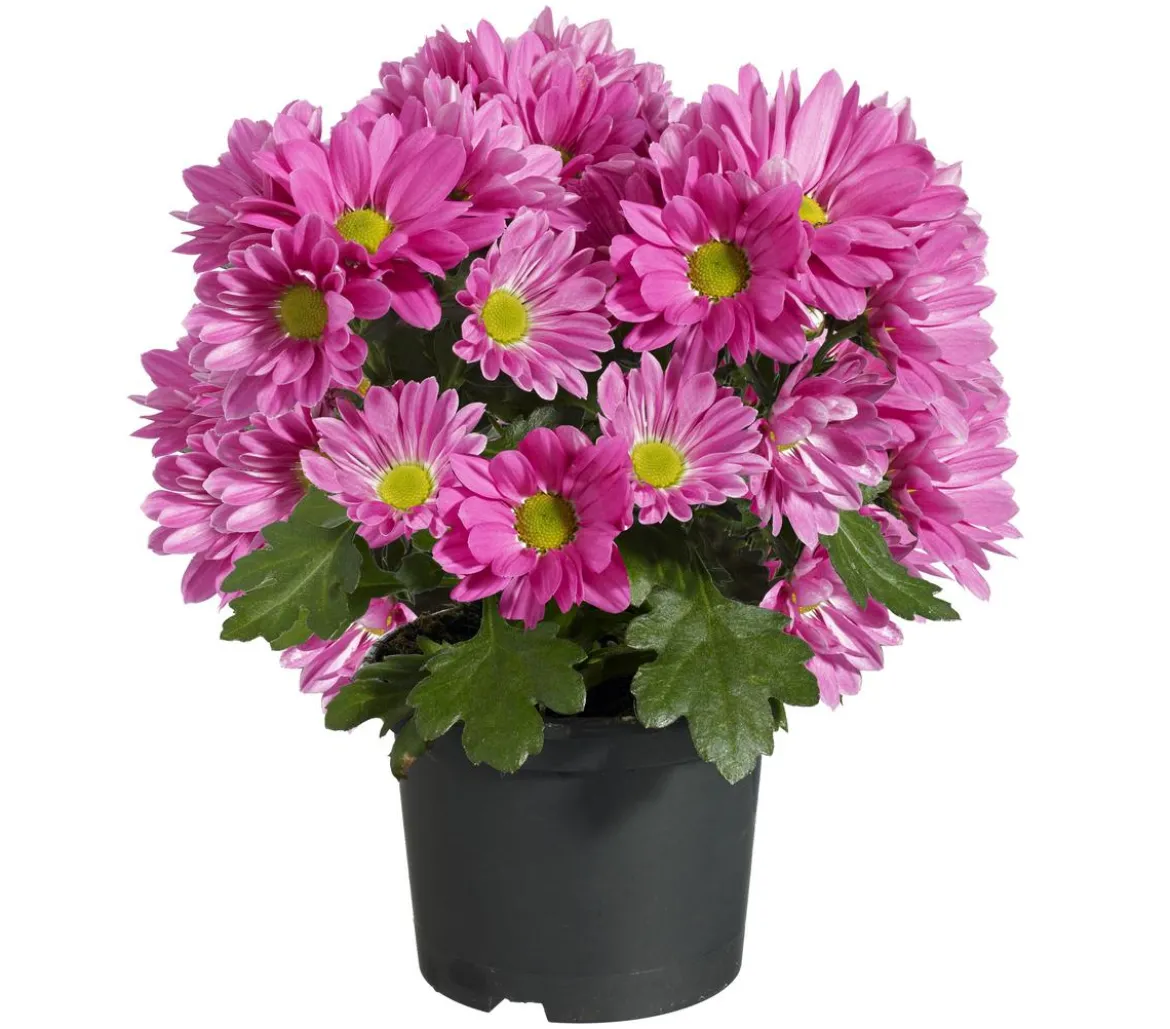 Topf-Chrysantheme, verschiedene Farben