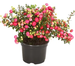Torfmyrte, rosa