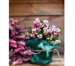 Torfmyrte, rosa