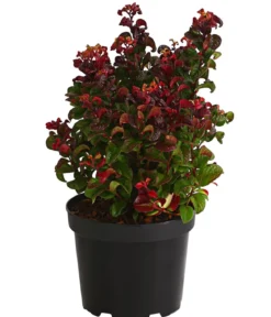 Traubenheide 'Curly Red'