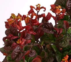 Traubenheide 'Curly Red'