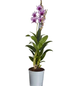 Traubenorchidee - Dendrobium compactum 'Polar Fire'
