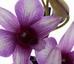 Traubenorchidee - Dendrobium compactum 'Polar Fire'