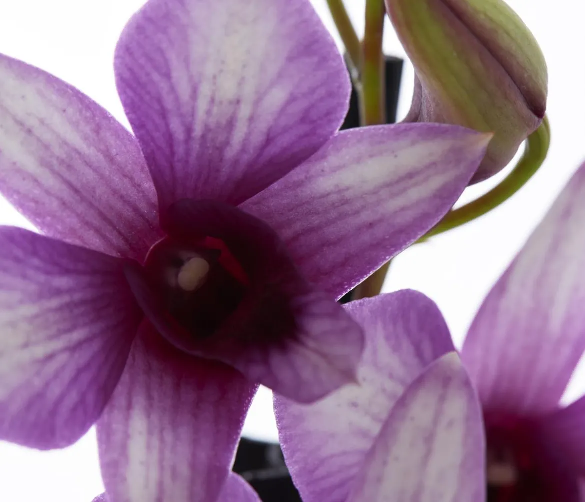 Traubenorchidee - Dendrobium compactum 'Polar Fire'