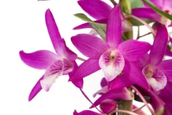Traubenorchidee - Dendrobium 'Rainbow Dance'