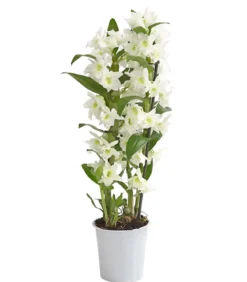 Trauben-Orchidee - Dendrobium nobile