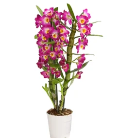 Trauben-Orchidee - Dendrobium nobile