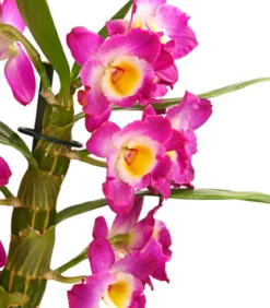 Trauben-Orchidee - Dendrobium nobile