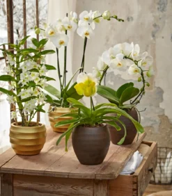 Trauben-Orchidee - Dendrobium nobile
