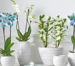 Trauben-Orchidee - Dendrobium nobile